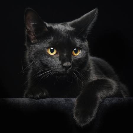 pisica, animale Svetlana Petrova - Dreamstime