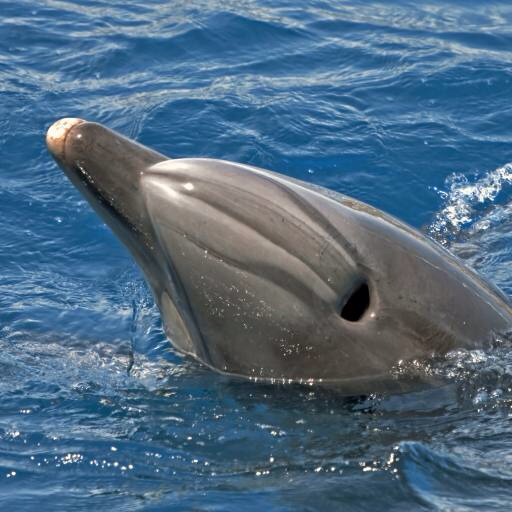 mare, animale, delfin, balena Avslt71