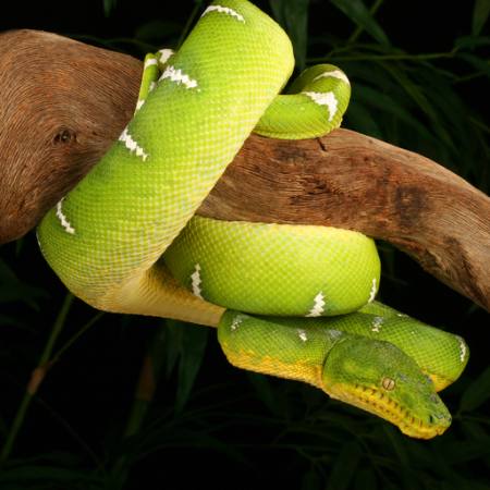 șarpe, sălbatice, faunei sălbatice, ramură, verde Johnbell - Dreamstime