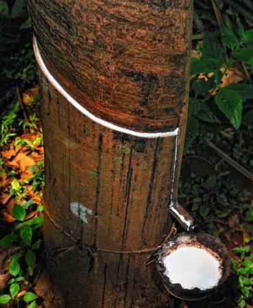lemn, copac, lapte Anatoli Styf - Dreamstime