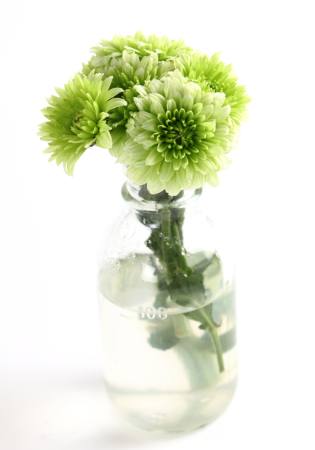 de plante, floare, verde, de apă, tub, vaze Kerstin Aust - Dreamstime