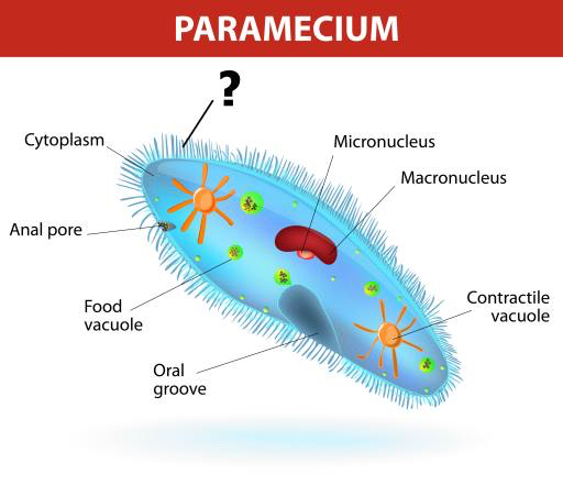 Paramecium, micronucleu Designua