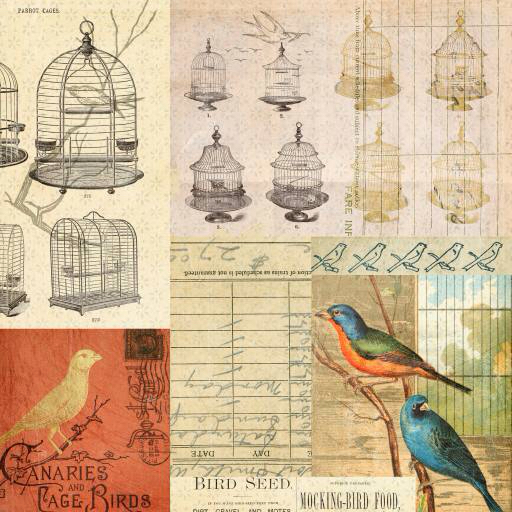 colivie, pasăre, păsări, desen Jodielee