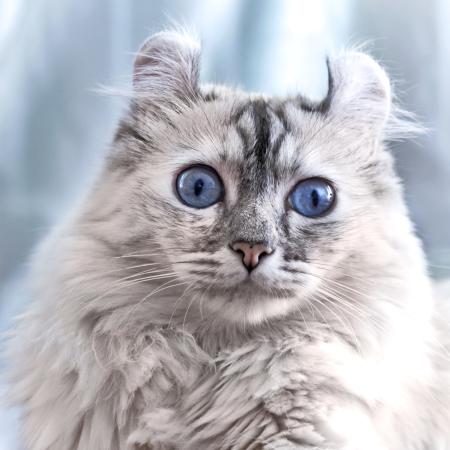 cat, ochii, animale Eugenesergeev - Dreamstime