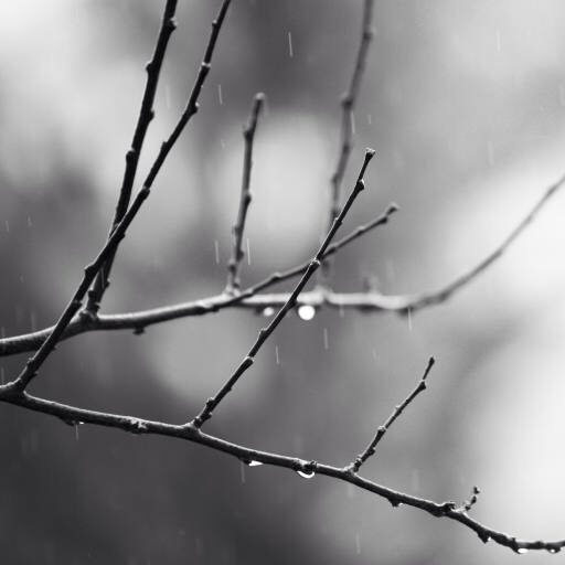 ramură, copac, negru, alb, ploaie, de apă Mtoumbev