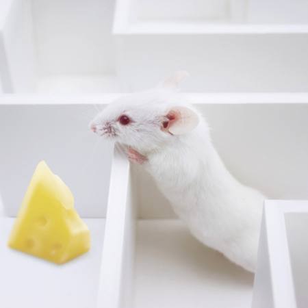 mouse-ul, șoareci, brânză, labirint Juan Manuel Ordonez - Dreamstime