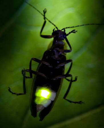 insectă, animale, sălbatice, faunei sălbatice, mici, frunze, verde Fireflyphoto - Dreamstime