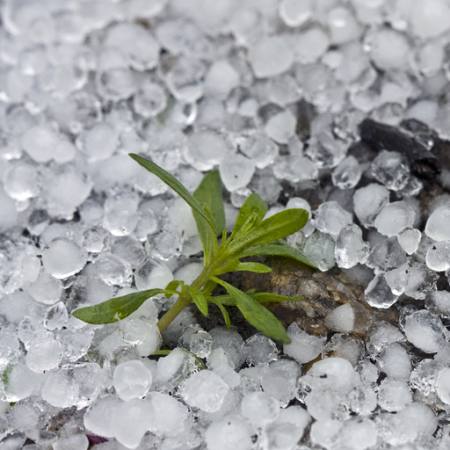 Margele, gheață, ploaie, floare, verde, plantelor Dantautan - Dreamstime