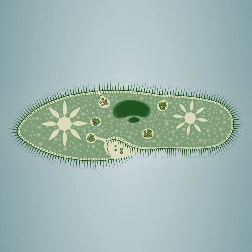 amprenta, alge, verde, stele, microscopic, de tesut Vladimir Zadvinskii (Vladimiraz)