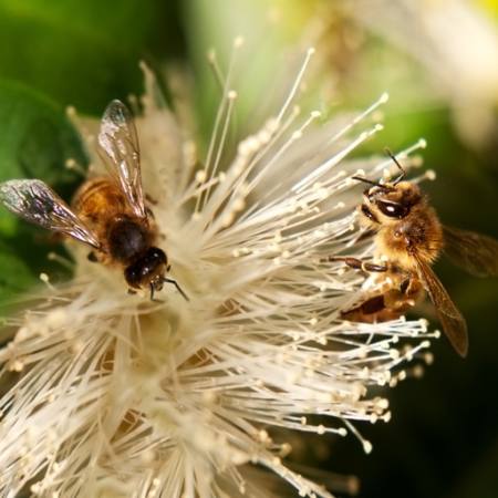 albine, natura, de albine, Polen, floare Sheryl Caston - Dreamstime