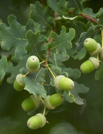 fructe, copac, copaci, frunze, verde, grădină Tomo Jesenicnik - Dreamstime