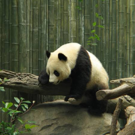 panda, urs, mic, negru, alb, lemn, padure Nathalie Speliers Ufermann - Dreamstime