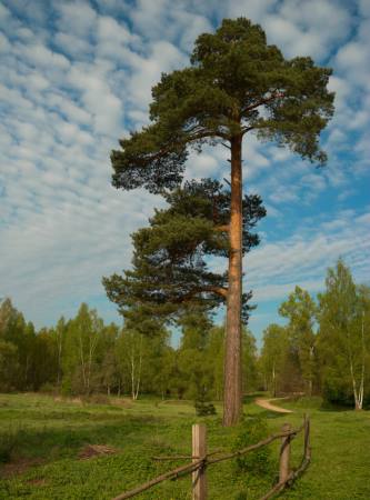 copac, grădină, teren, natura, gard, drumuri, verde Konstantin Gushcha - Dreamstime