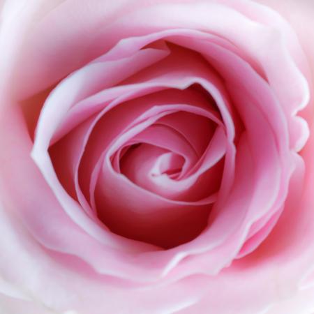 flori, roz Misterlez - Dreamstime
