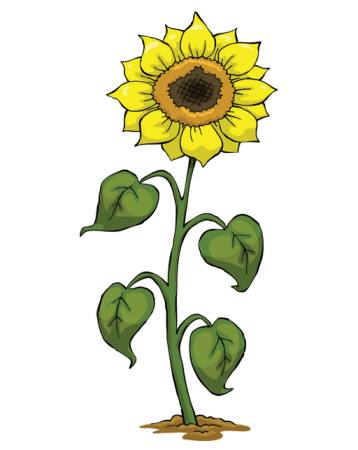 galben, cresc, floare, verde, plantelor Dedmazay - Dreamstime
