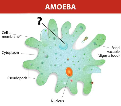 amoeba, nucleu, alimente, celule, celulare Designua