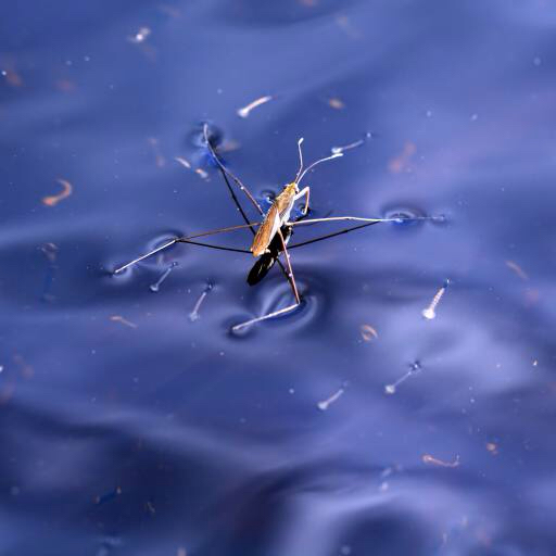 bug, insecte, apa, float, albastru Sergey Yakovlev (Basel101658)