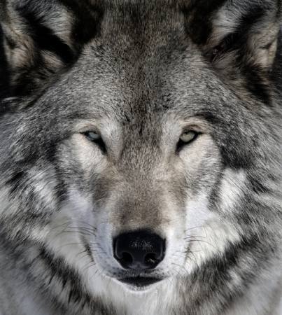 lup, animale, sălbatice, câine Alain - Dreamstime