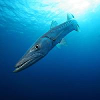 Pixwords Imaginea cu pește, apă, ocean, mare, înot Richard Brooks - Dreamstime