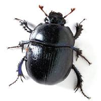 Pixwords Imaginea cu insecte, negru, aripi, specii Vladvitek - Dreamstime