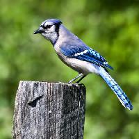 Pixwords Imaginea cu pasăre, copac, trunchi, albastru Wendy Slocum - Dreamstime