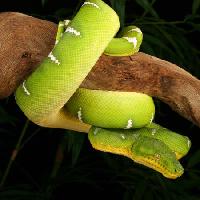 șarpe, sălbatice, faunei sălbatice, ramură, verde Johnbell - Dreamstime