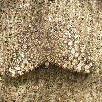 Pixwords Imaginea cu fluture, insecte, copac, coaja Wilm Ihlenfeld - Dreamstime