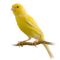 Pixwords Imaginea cu pasăre, galben Isselee - Dreamstime