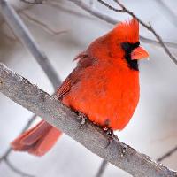 Pixwords Imaginea cu pasăre, roșu, animale, sălbatice (Markwatts104)