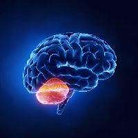 Pixwords Imaginea cu creierului, cerebel, cap, om, creierul Woodooart
