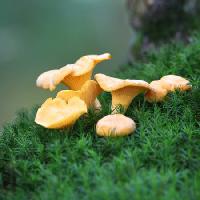 mushroom, persoana, barbat, grass, green, field, eat, ciuperci, iarbă, verde, câmp, mânca Laurent Renault - Dreamstime
