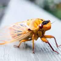 animale de insecte, galben, portocaliu, picioare Anne Amphlett (Anicaart)