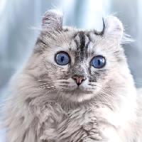 Pixwords Imaginea cu cat, ochii, animale Eugenesergeev - Dreamstime