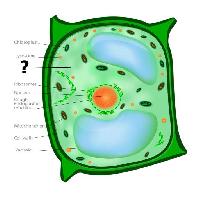 Pixwords Imaginea cu de celule, celulare, verde, portocaliu, cloroplaste, nucleos, vacuole Designua