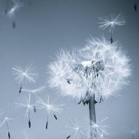 Pixwords Imaginea cu flori, zbura, albastru, cer, seminte Mouton1980 - Dreamstime