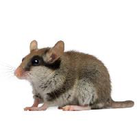 Pixwords Imaginea cu șoarece, șobolan, animale Isselee - Dreamstime