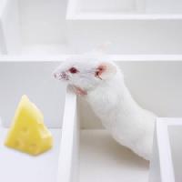 Pixwords Imaginea cu mouse-ul, șoareci, brânză, labirint Juan Manuel Ordonez - Dreamstime