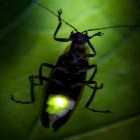 Pixwords Imaginea cu insectă, animale, sălbatice, faunei sălbatice, mici, frunze, verde Fireflyphoto - Dreamstime