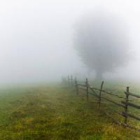 Pixwords Imaginea cu de ceață, câmp, copac, gard, verde, iarba Andrei Calangiu - Dreamstime