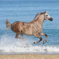 Pixwords Imaginea cu cal, apă, mare, plaja, animale Regatafly