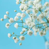 Pixwords Imaginea cu copac, alb, floare, flori, flori Melica
