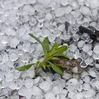 Margele, gheață, ploaie, floare, verde, plantelor Dantautan - Dreamstime