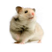 Pixwords Imaginea cu șobolan, șoarece, animal Isselee - Dreamstime