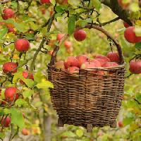 Pixwords Imaginea cu mere, coș, copac Petr  Cihak - Dreamstime
