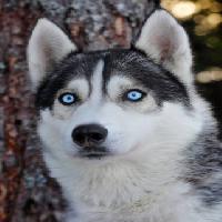 câine, ochi, albastru, animale Mikael Damkier - Dreamstime