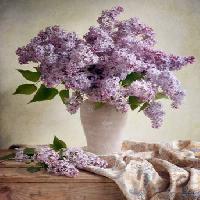 Pixwords Imaginea cu flori, vaze, violet, masă, pânză Jolanta Brigere - Dreamstime