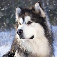lup, câine, animale, sălbatice Lilun - Dreamstime