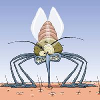 țânțar, animale, păr, muste, familie, infectii, malarie Dedmazay - Dreamstime