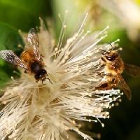 Pixwords Imaginea cu albine, natura, de albine, Polen, floare Sheryl Caston - Dreamstime