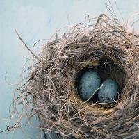 Pixwords Imaginea cu cuib, ou, pasăre, albastru, acasă, Antaratma Microstock Images © Elena Ray - Dreamstime